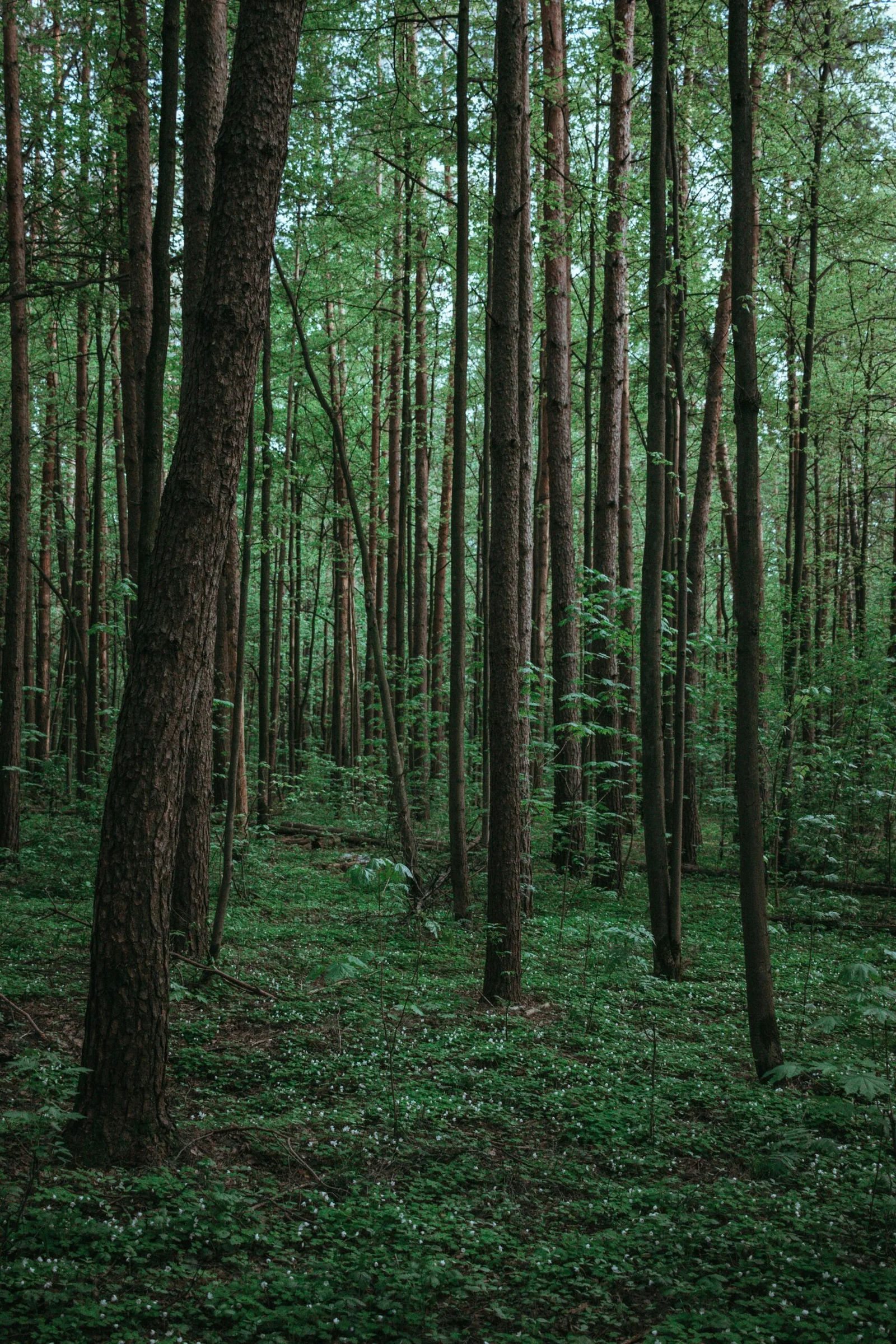 Initiation arboriculture