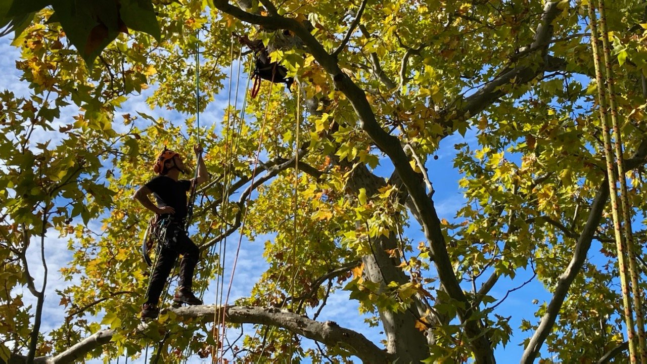 Grimpe et sécurité